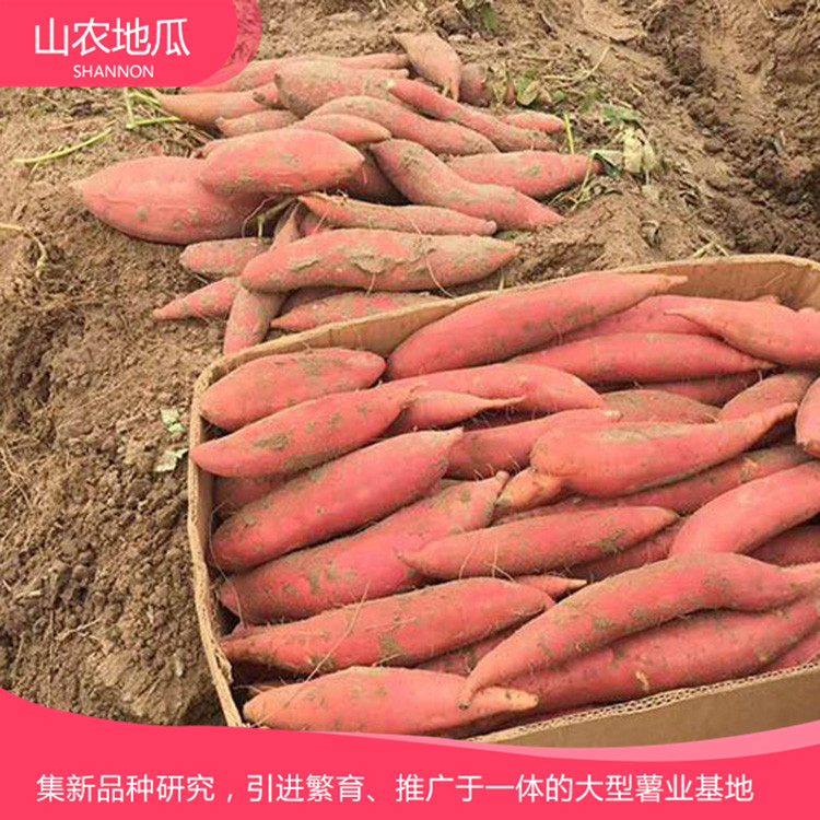 山東日照澳州紫白地瓜 供應(yīng)濟(jì)薯26號(hào)地瓜苗 普薯32 秦薯8號(hào)批發(fā)