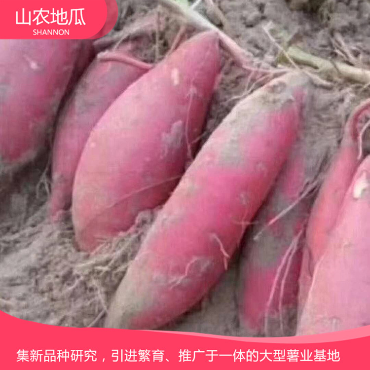 山東日照澳州紫白地瓜 供應(yīng)濟(jì)薯26號(hào)地瓜苗 普薯32 秦薯8號(hào)批發(fā)