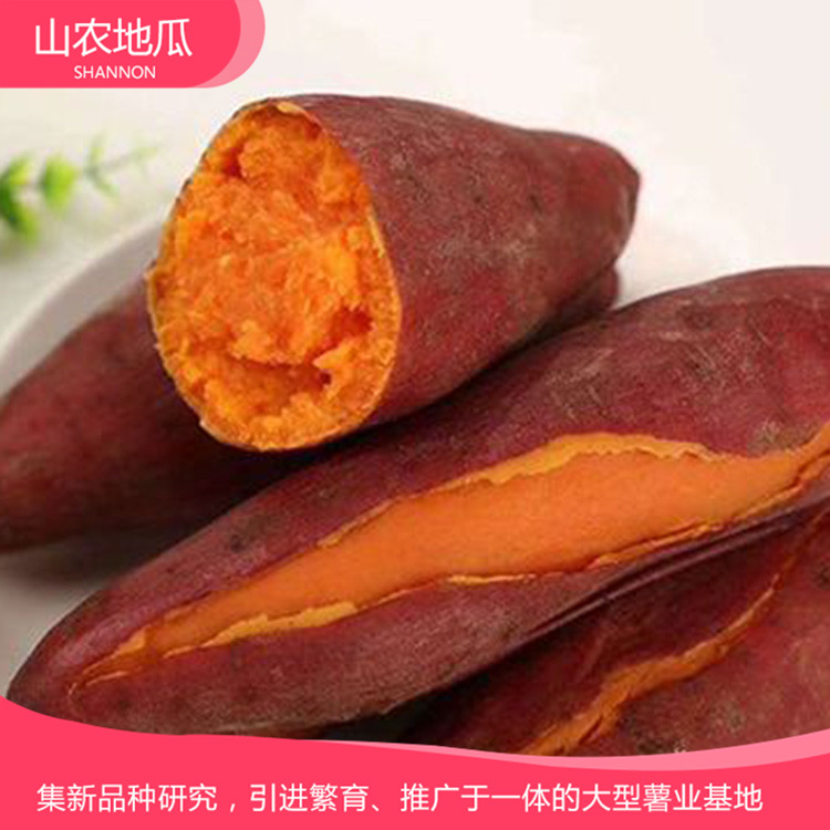 高品質地瓜菏澤紅丹地瓜種植 商薯19地瓜苗批發 普薯32 秦薯8號批發