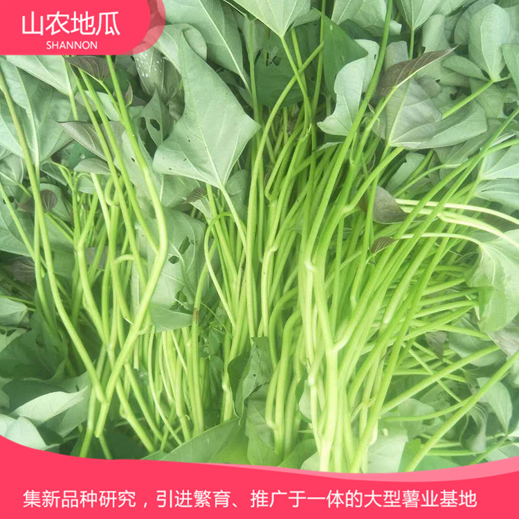 山東日照澳州紫白地瓜 供應(yīng)濟(jì)薯26號(hào)地瓜苗 普薯32 秦薯8號(hào)批發(fā)