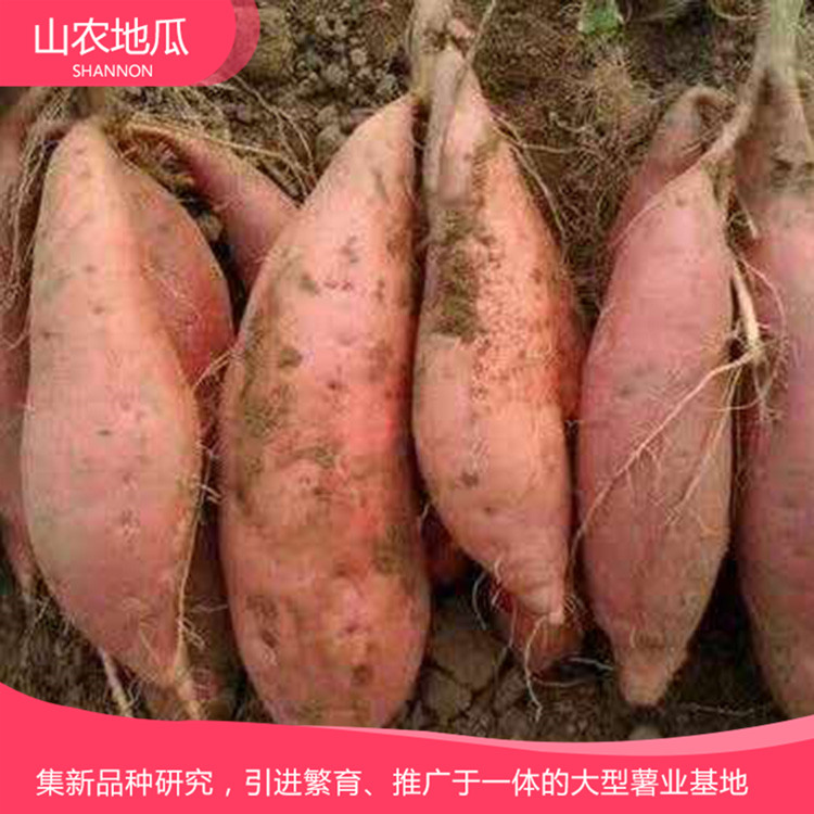 山東日照澳州紫白地瓜 供應(yīng)濟(jì)薯26號(hào)地瓜苗 普薯32 秦薯8號(hào)批發(fā)