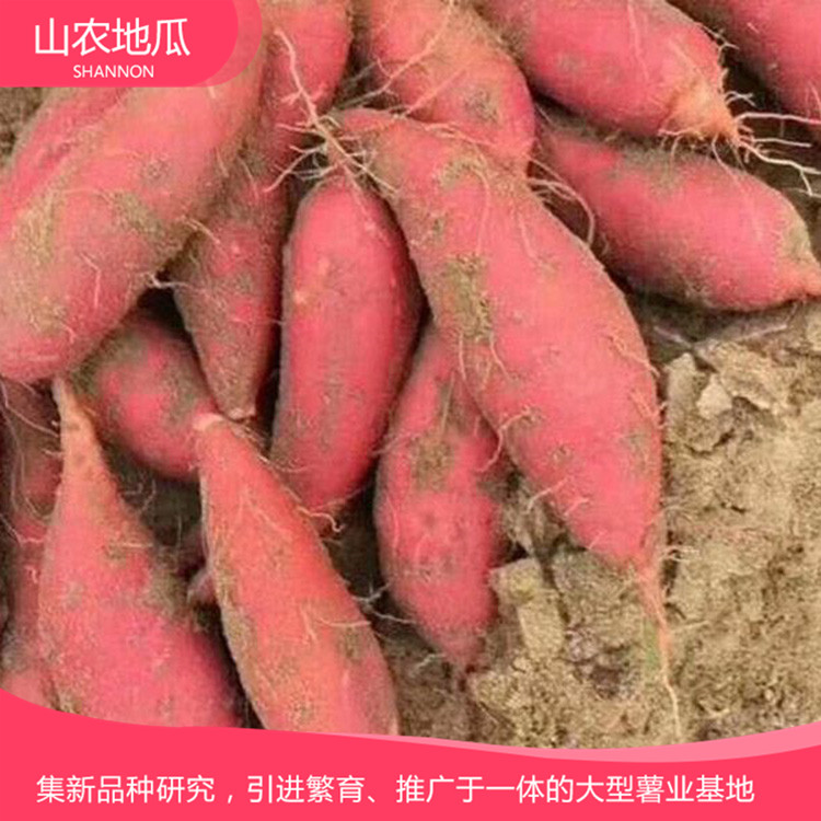 安徽六安煙薯25 鶯歌 龍署九號(hào)地瓜基地直銷 廠家直銷西瓜紅價(jià)格