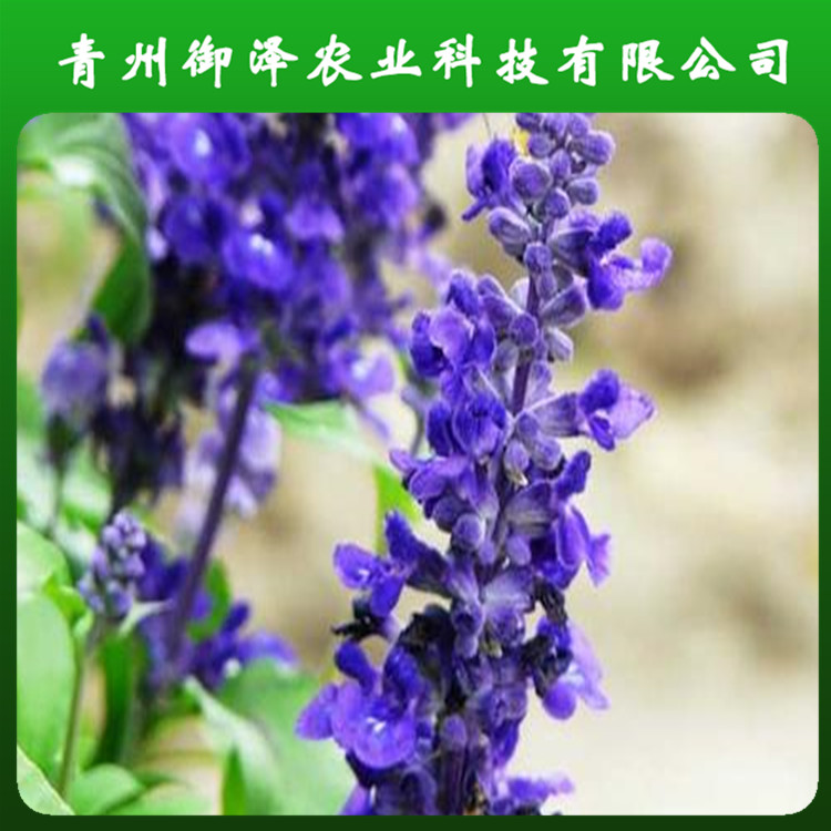 山東鼠尾草種植基地 濰坊鼠尾草種植基地 綠化苗木