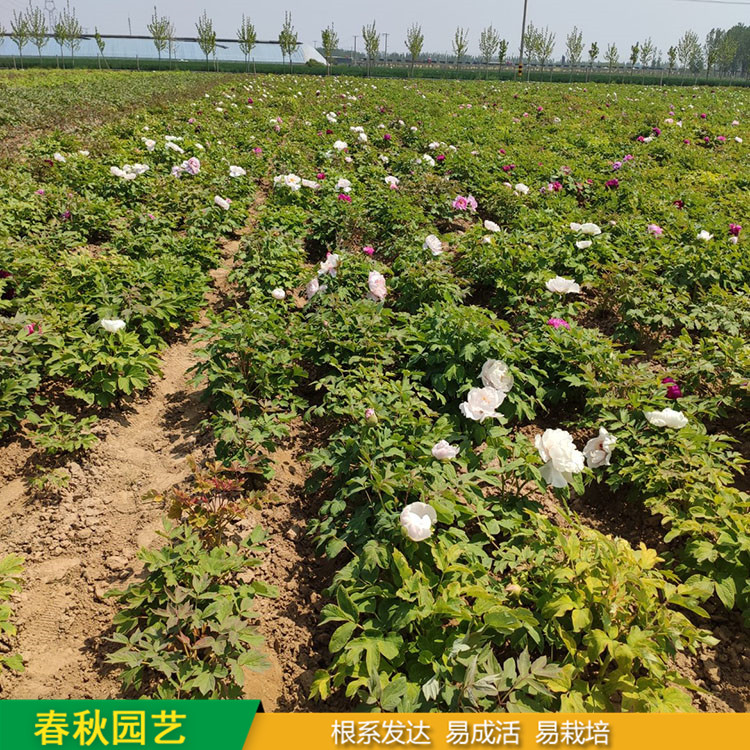 春節催花牡丹 室內盆栽牡丹 品種眾多 耐寒喜陽 花色多