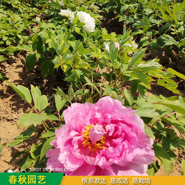 春節催花牡丹 室內盆栽牡丹 品種眾多 耐寒喜陽 花色多