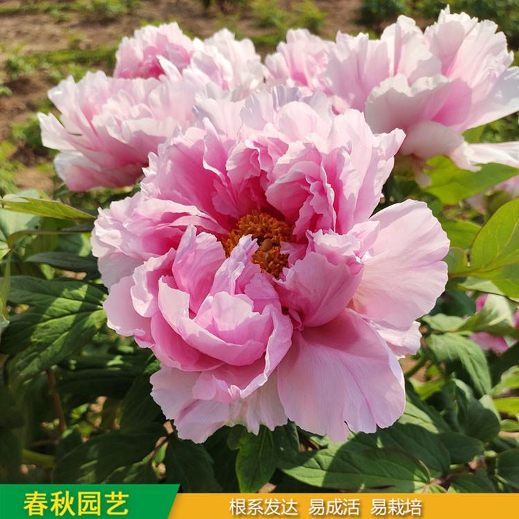 春節催花牡丹 室內盆栽牡丹 品種眾多 重瓣多枝