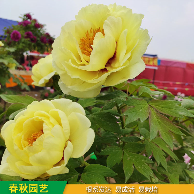 春節催花牡丹 室內盆栽牡丹 品種眾多 重瓣多枝