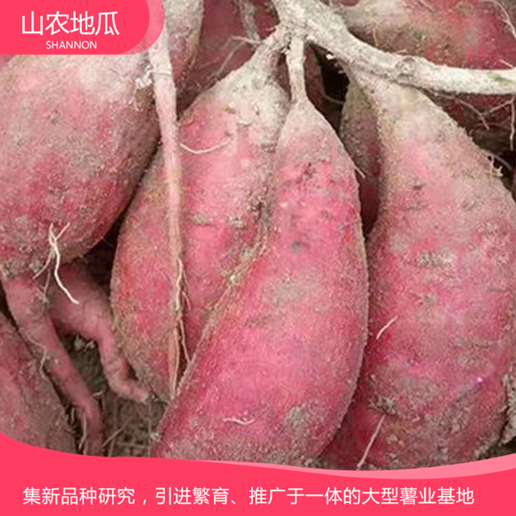 地瓜苗培育基地 地瓜苗價(jià)格 歡迎咨詢