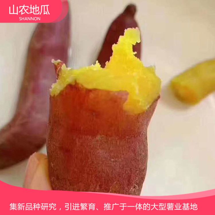 地瓜苗培育基地 地瓜苗價(jià)格 歡迎咨詢