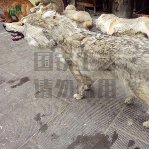 廠家直銷仿真狼 動物擺件 模型道具標本 純手工精細雕塑制作