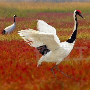 仿真丹頂鶴標本 仿真羽毛動物模型 景區(qū)創(chuàng)意擺件