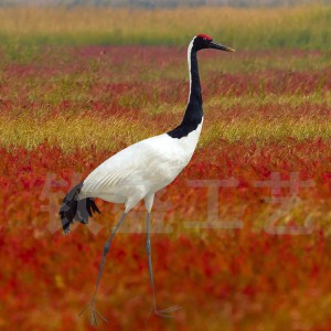 仿真丹頂鶴標本 仿真羽毛動物模型 景區(qū)創(chuàng)意擺件