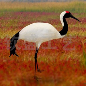 仿真丹頂鶴標本 仿真羽毛動物模型 景區(qū)創(chuàng)意擺件