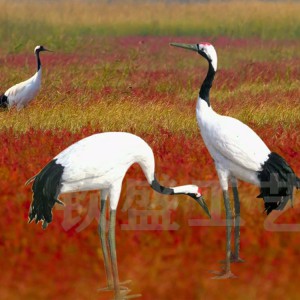 仿真丹頂鶴標本 仿真羽毛動物模型 景區(qū)創(chuàng)意擺件