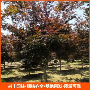 12公分日本紅楓 園林行道樹綠化工程苗木 規格齊全