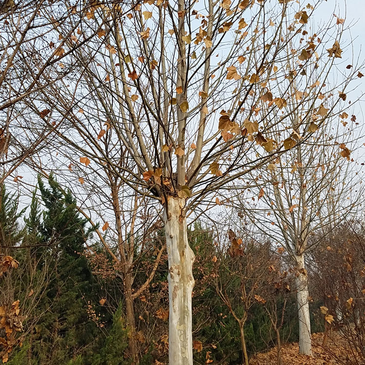 法國梧桐種植基地 供應(yīng)綠化苗木法桐 廠家銷售