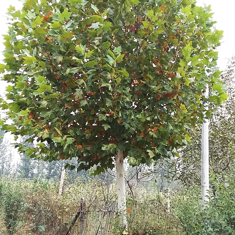 法國梧桐種植基地 供應(yīng)綠化苗木法桐 廠家銷售