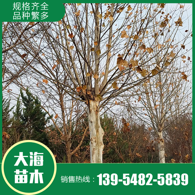 法國梧桐種植基地 法國梧桐銷售 歡迎咨詢