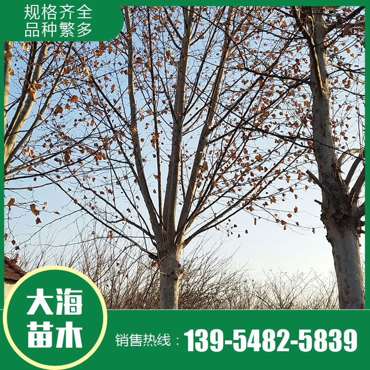 法國梧桐種植基地 山東法桐種植基地 歡迎咨詢