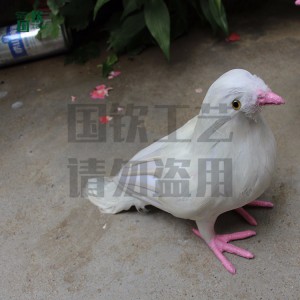 動物模型標本 仿真鴿子設計制作