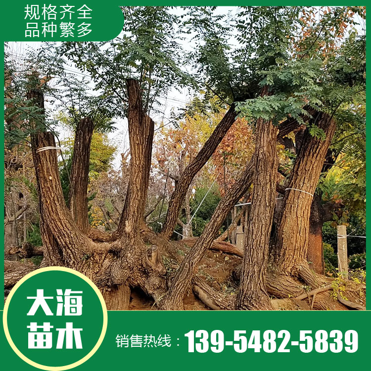 抗旱12公分國(guó)槐 叢生國(guó)槐樹 速生國(guó)槐 基地供貨