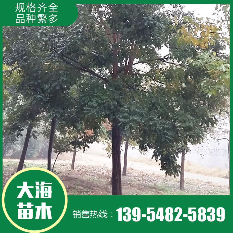 抗旱12公分國(guó)槐 叢生國(guó)槐樹 速生國(guó)槐 基地供貨